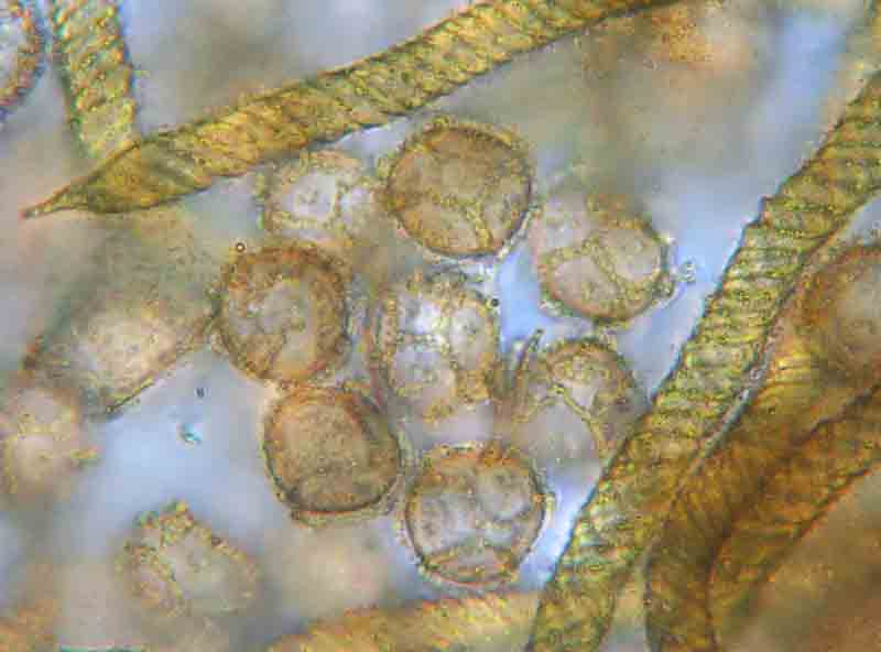 Trichia favoginea?